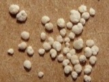 Foraminifera